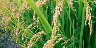 Image: Bharathimohanr, Vellappallam Rice, Wikimedia Commons, Creative Commons Attribution-Share Alike 4.0 International