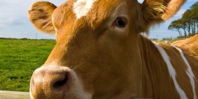 Image: William Warby, Cow in a field by the quad biking place in Devon, Flickr, Creative Commons Attribution 2.0 Generic