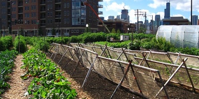 Image: Linda, New crops - Chicago urban farm, Wikimedia Commons, Creative Commons Attribution 2.0 Generic