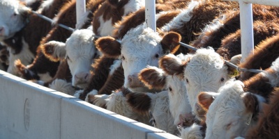 Image: K-State Research and Extension, Cattle feedlot, Flickr, Creative Commons Attribution 2.0 Generic