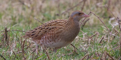 Image: Ron Knight, Corn Crake (Crex crex), Flickr, Creative Commons Attribution 2.0 Generic