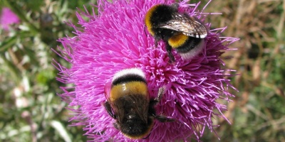 Image: Juan Manuel, Bumblebees, Flickr, Creative Commons Attribution 2.0 Generic 