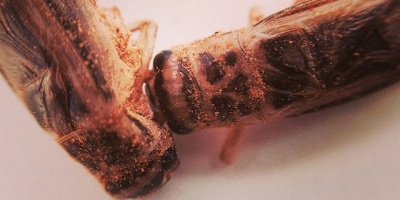 Photo: Kelly Mercer, Edible crickets, Flickr, Creative Commons License 2.0 generic.