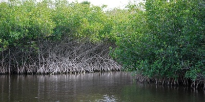 (Photo: Mangroves by Pat (Cletch) Williams, Flickr, creative commons licence 2.0)