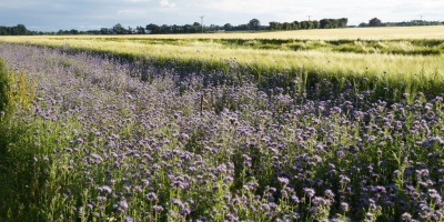 Image: Mike Pennington, Forage crop for bees, Moss Side Farm, Rufford, Geograph, Creative commons Attribution-ShareAlike 2.0 Generic