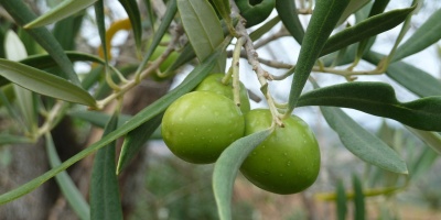 Image: AEPF, Olive tree Italy, Pixabay, Pixabay Licence