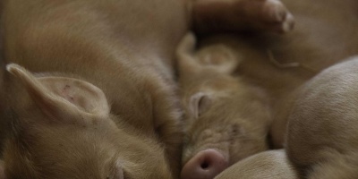 Image: david pacey, Piglets, Flickr, Creative Commons Attribution 2.0 Generic