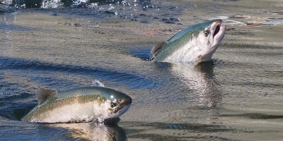 Image: Ingrid Taylar, Salmon Leaping at the Locks, Flickr, Creative Commons Attribution 2.0 Generic