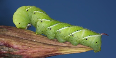 Image: Daniel Schwen, Tobacco Hornworm, found in Urbana, Illinois, USA, Wikimedia Commons, Creative Commons Attribution-Share Alike 4.0 International