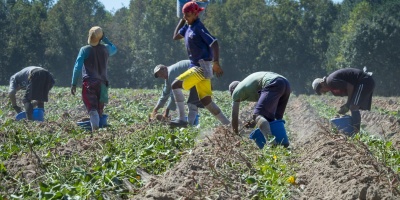 Image: USDA, Workers harvest the sweet potato crop, Flickr, Public domain