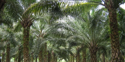 Image: Craig, Oil palms in Malaysia, Wikimedia Commons, Public domain