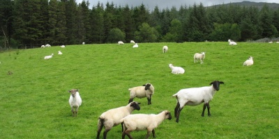 Image: Eric Jones, An enclave of grazing land south of Tyddyn Du, Wikimedia Commons, Creative Commons Attribution-Share Alike 2.0 Generic