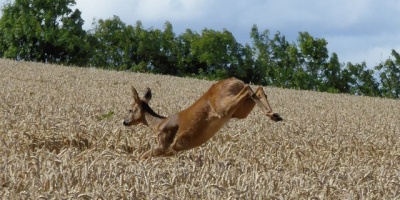 Image: Jackie Proven, Leaping deer in wheat field near Hawklaw, Geograph, Creative Commons Attribution-ShareAlike 2.0 Generic