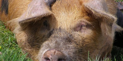 Image: Jim Champion, Pig, Flickr, Creative Commons Attribution-ShareAlike 2.0 Generic