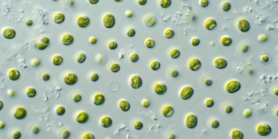 Image: CSIRO, Microalgae – Nannochloropsis sp., WIkimedia Commons, Creative Commons Attribution 3.0 Unported