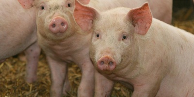 Image: K-State Research and Extension, Pigs, Flickr, Creative Commons Attribution 2.0 Generic