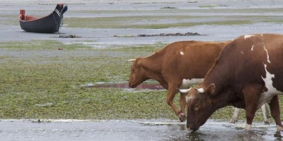 Photo credit: Sam Beebe, Cows n Canoe, Flickr, Creative Commons licence 2.0