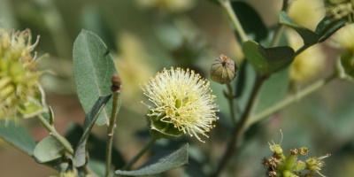 Image: Marco Schmidt, Guiera senegalensis, inflorescence and leaves, SW Burkina Faso, Wikimedia Commons, Creative Commons Attribution-Share Alike 3.0 Unported