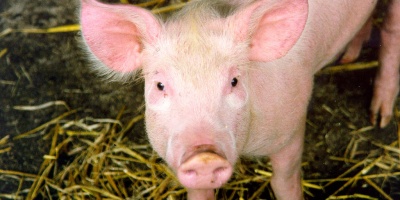 Image: Nick Saltmarsh, Pig, Flickr, Creative Commons Attribution 2.0 Generic