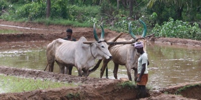 Image: Sonja Pieper, Ploughing a rice field in South India, Wikimedia Commons, Creative Commons Attribution-Share Alike 2.0 Generic