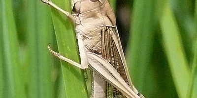 Image: ChriKo, Male Locusta migratoria migratorioides photographed in Katavi National Park, Tanzania, Wikimedia Commons, Creative Commons Attribution-Share Alike 3.0 Unported