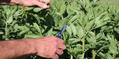 Image: Local Food Initiative, Topping broad bean plants, Flickr, Creative Commons Attribution 2.0 Generic