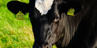 Image: Pxhere, Cow milk cow, CC0 Public Domain