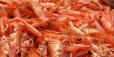 Photo: S Khan, Shrimps, Flickr, Creative Commons License 2.0 generic.