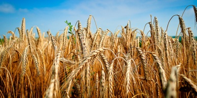 Image: Žarko Šušnjar, Among the fields of wheat, Flickr, Creative Commons Attribution-ShareAlike 2.0 Generic 