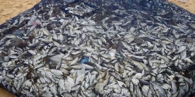 Image: David Stanley, Net full of fish, Flickr, Creative Commons Attribution 2.0 Generic