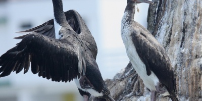 Image: TonyCastro, Guanay Cormorant, Wikimedia Commons, Creative Commons Attribution-Share Alike 4.0 International