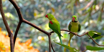 Image: nil2hoff, Birds rainforest birds, Pixabay, Pixabay License