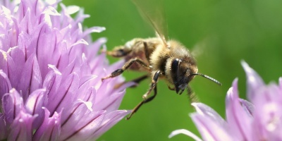 Image: skeeze, Honeybee flying insect, Pixabay, CC0 Creative Commons