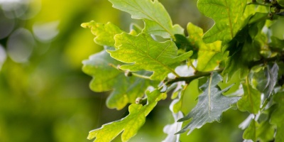 Image: Pexels, English oak leaves, Pixabay, Pixabay Licence