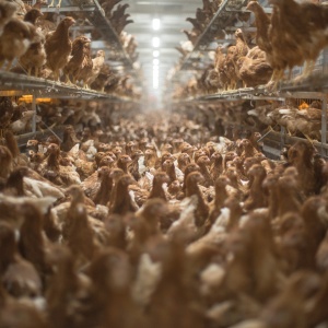 Hundreds of brown chickens on the floor and shelves in a concentrated feeding facility.