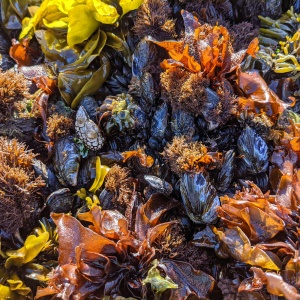 Colorful seaweed