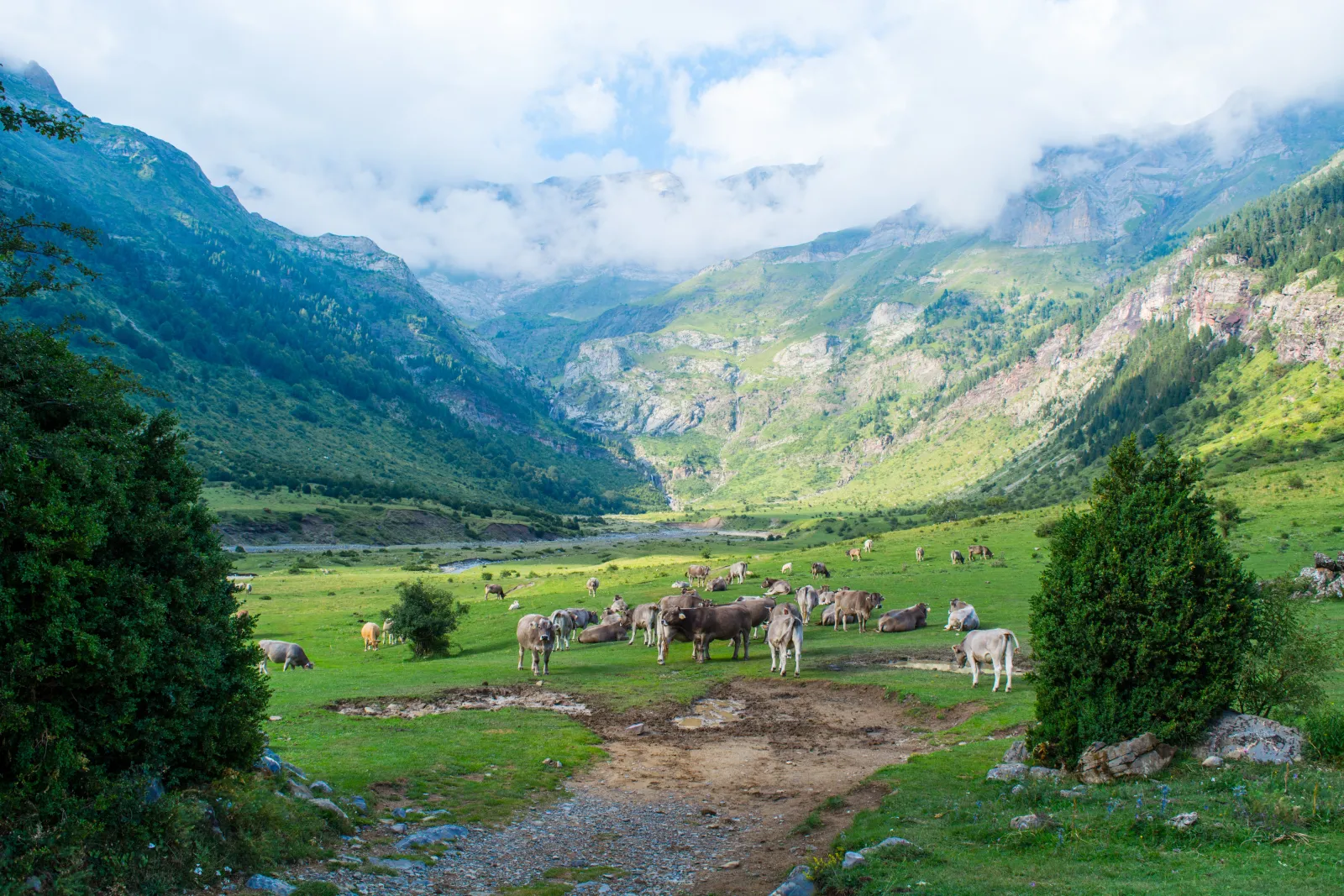 A herd of cows grazes in a green valley surrounded by mountains. Photo by Juan Pablo Guzmán via Pexels.