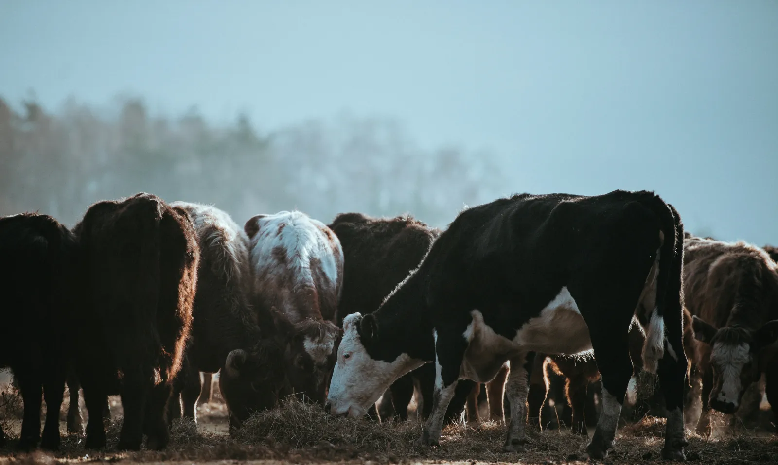 Beef cattle in a feed lot. Photo by Annie Spratt via Unsplash.