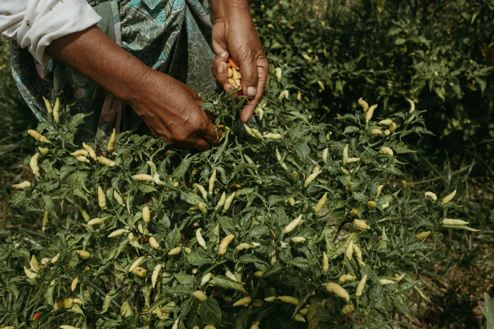 Hands harvest small chillies from the plants. Photo by Loli Mass via Unsplash.