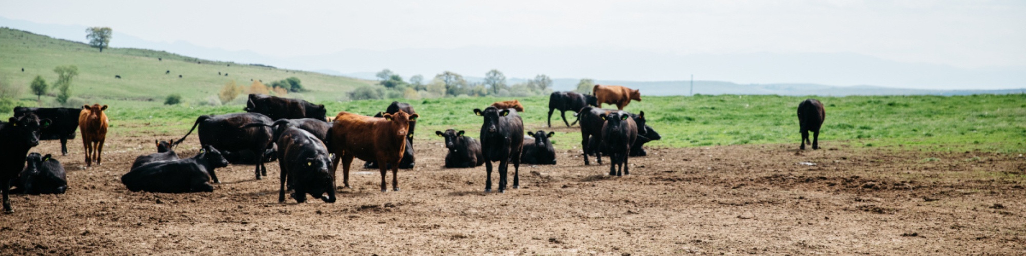 A herd of cattle stands in a muddy field in Romania.