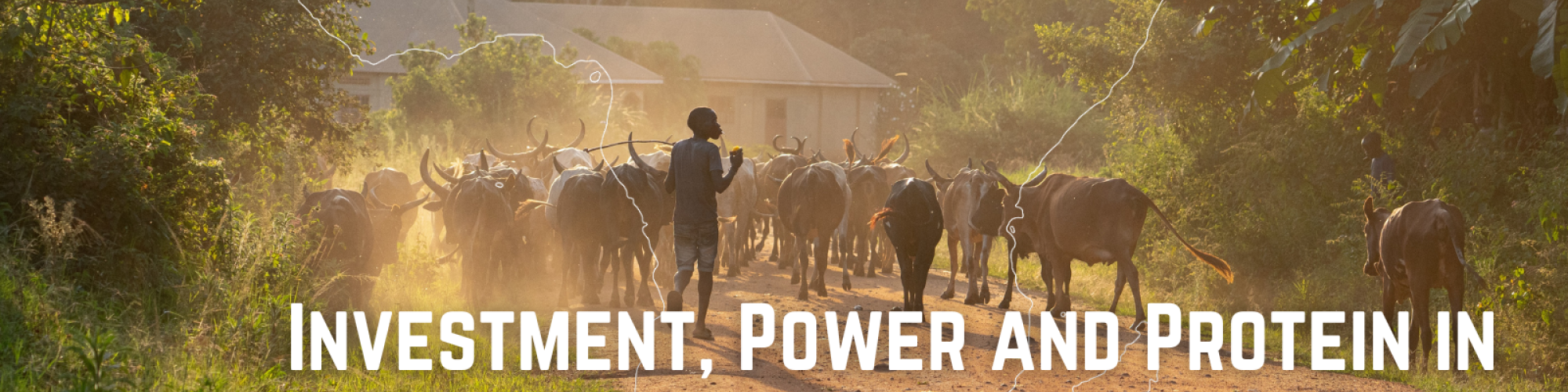 Investment power and protein report cover image - herding cattle 