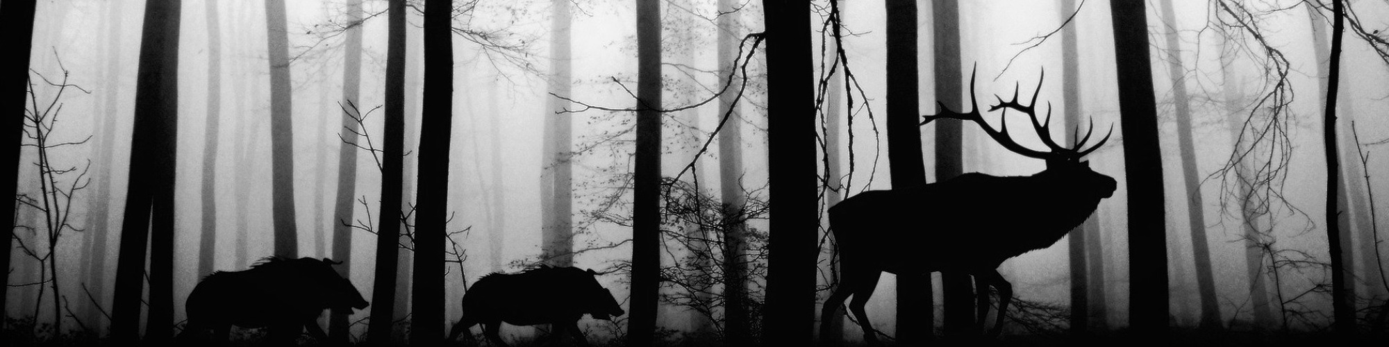 A black and white image of a deer and two boars crossing a forest.