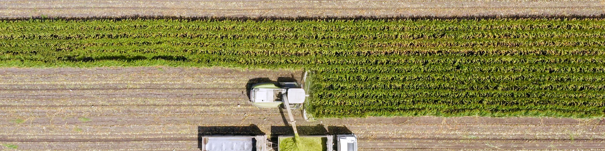 Birds eye view photo of a combine harvester harvesting corn for silage.