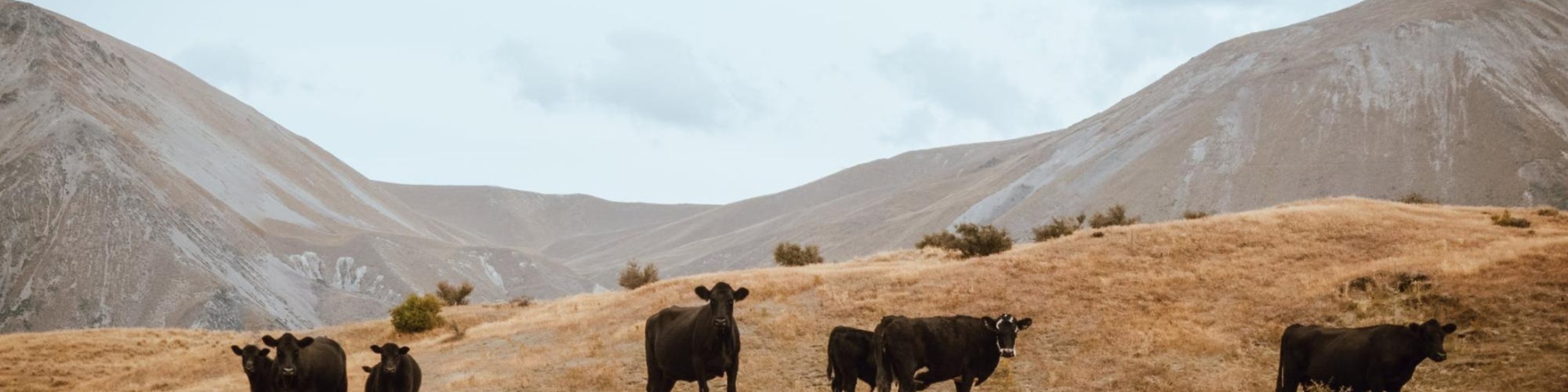 Black cows stand on a brown grassy hillside with mountains in the background