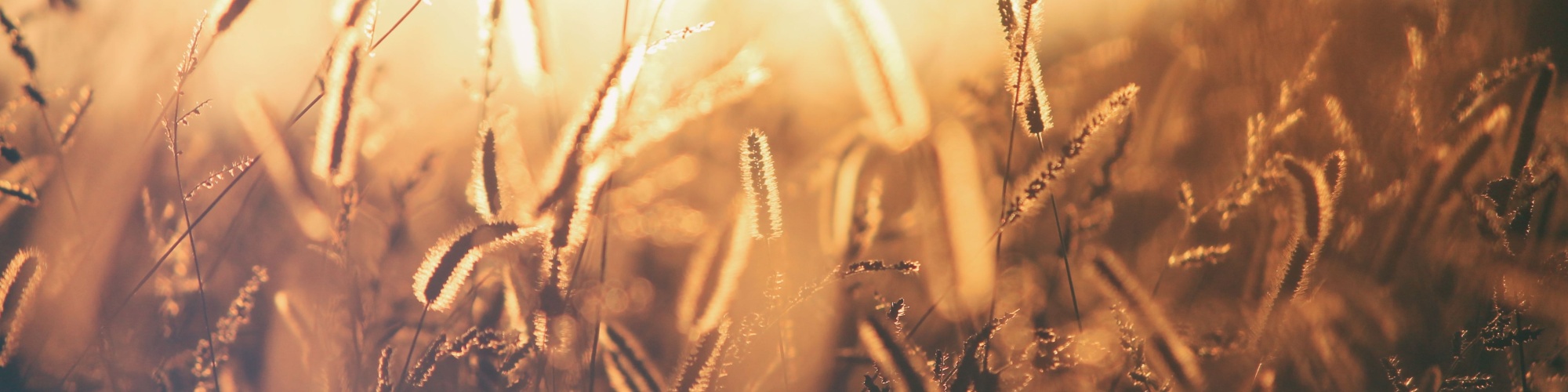 Photo of golden grasses with a sunset behind them by Erik Jan Leusink from Unsplash.