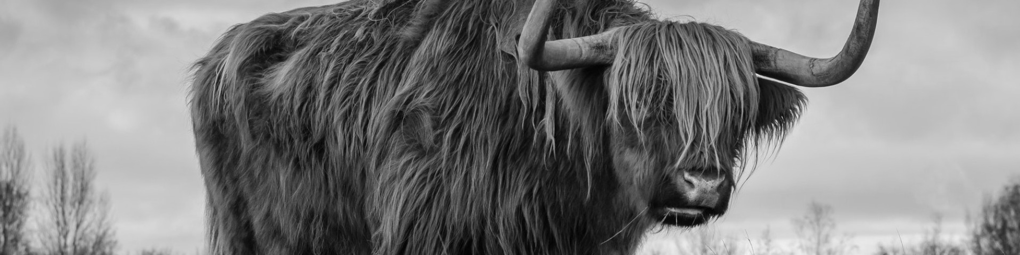 A scottish highland cow with large horns in black and white