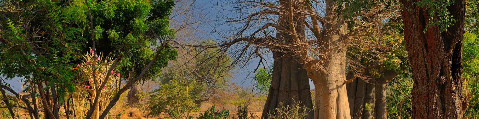 A stand of trees in a dry landscape in Sudan.