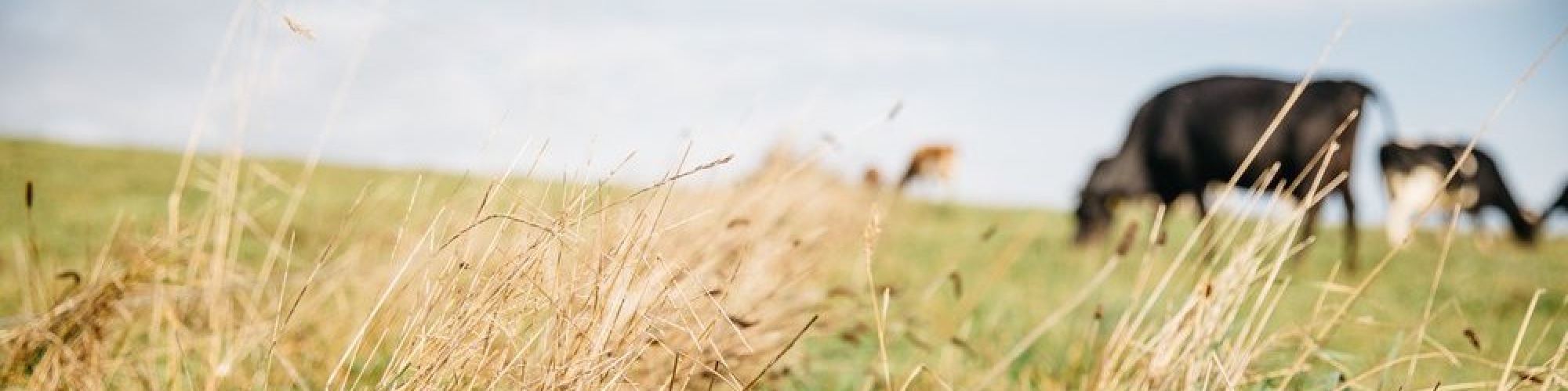 A cow grazes out of focus in the distances with long grasses in the foreground