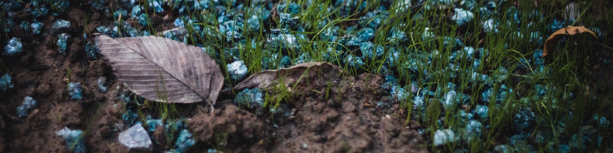 Blue fertilizer pellets lay scattered on the ground amongst leaves, grass and soil. Photo by Sean Foster via Unsplash.