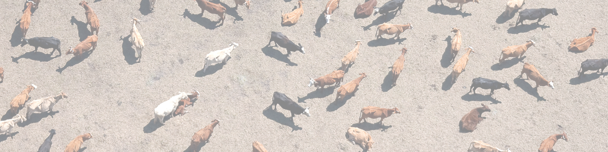 An aerial photo of cattle